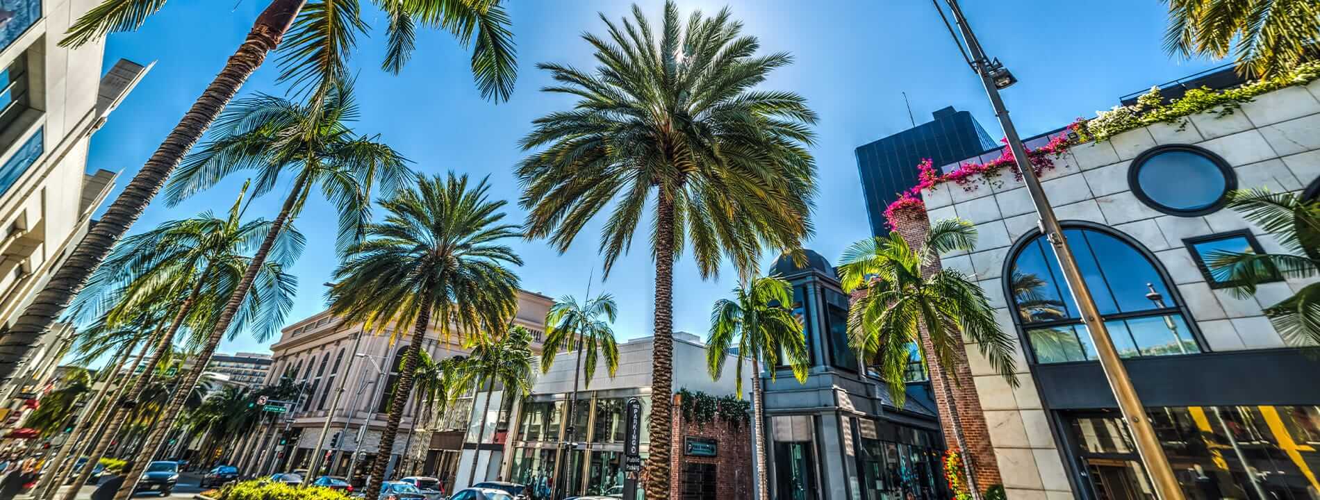 A bunch of buildings on a street lined with palm trees.