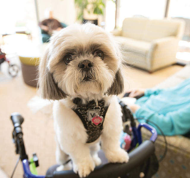 A dog standing on the back of a couch.