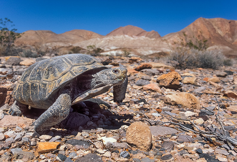 Turtle walking over desert.