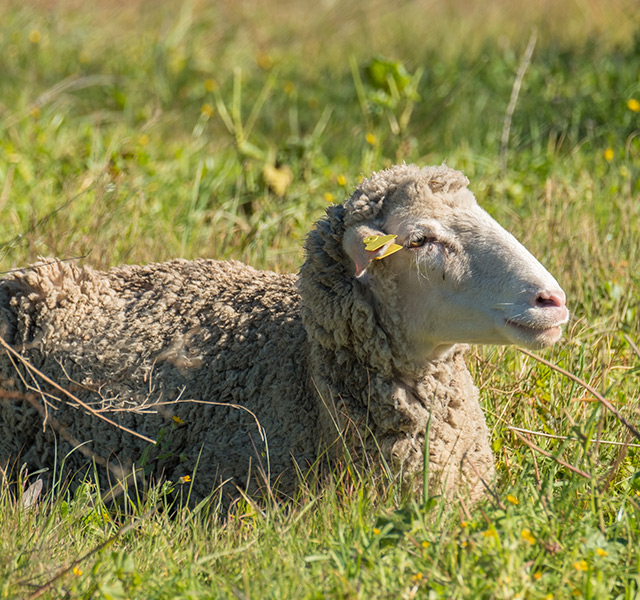 A lone sheep laying in the grass.