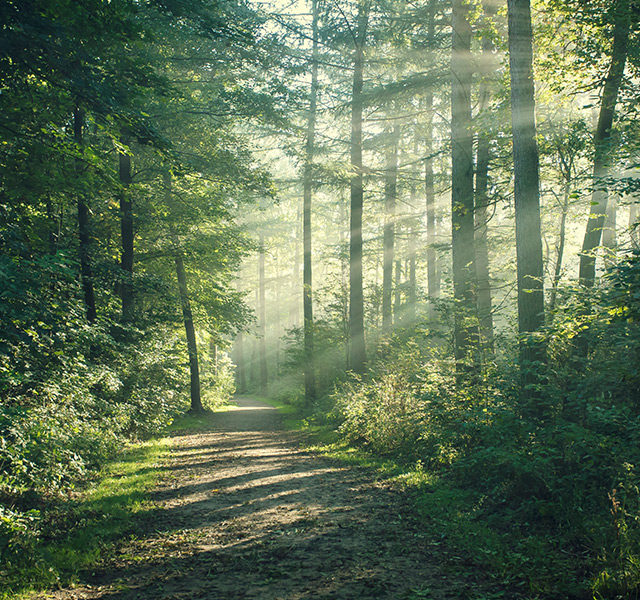 A shaded nature trail.