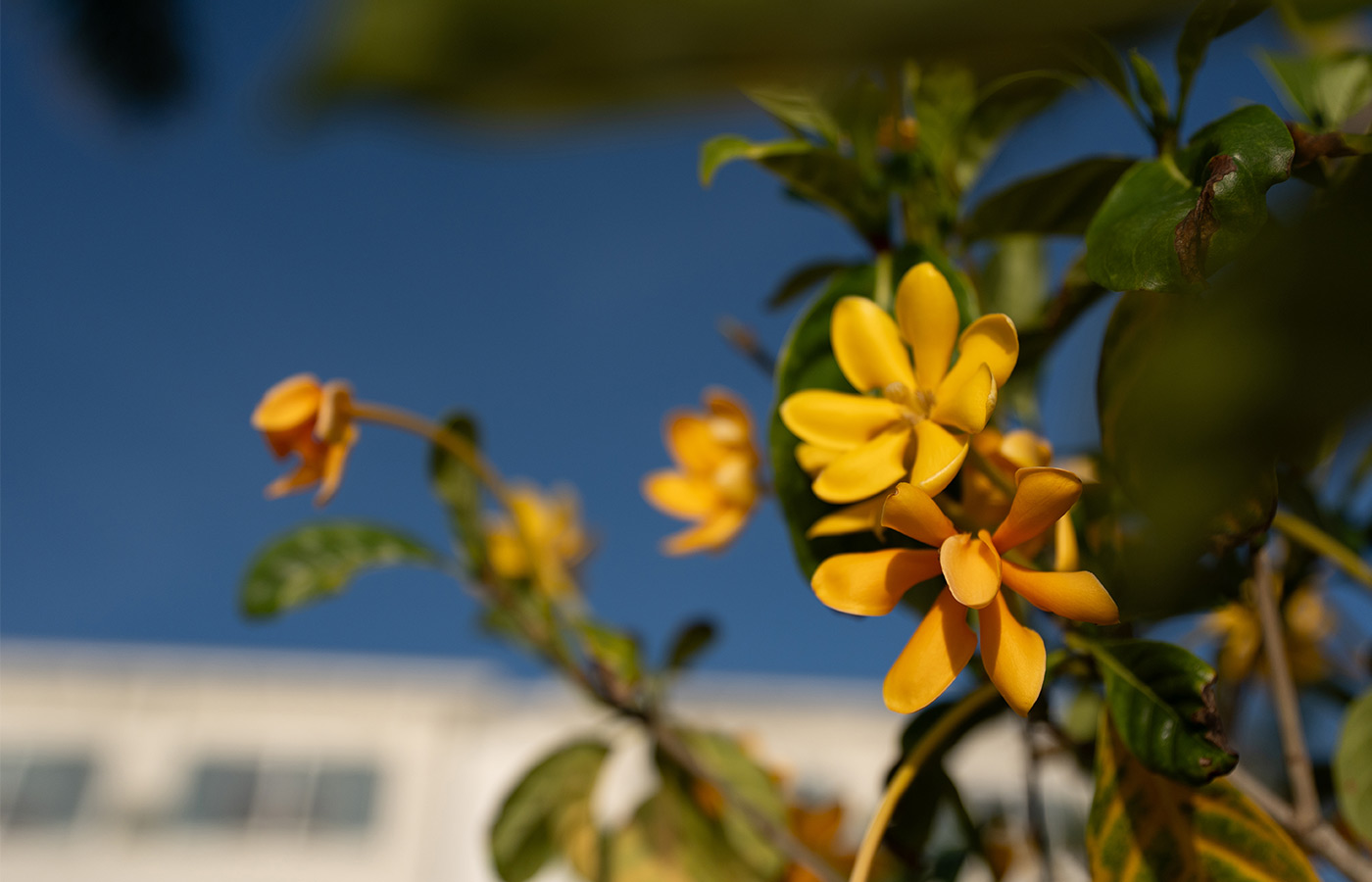 Orange flowers on a bush.