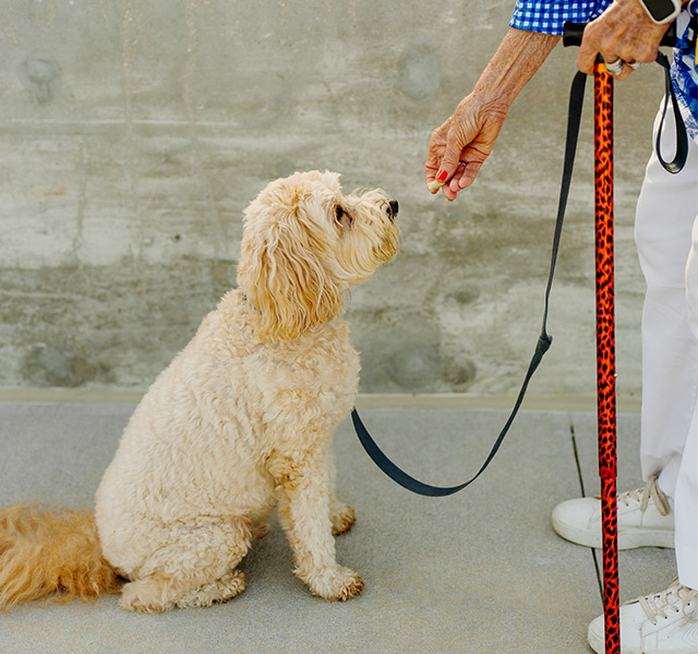 A dog sitting for a treat.