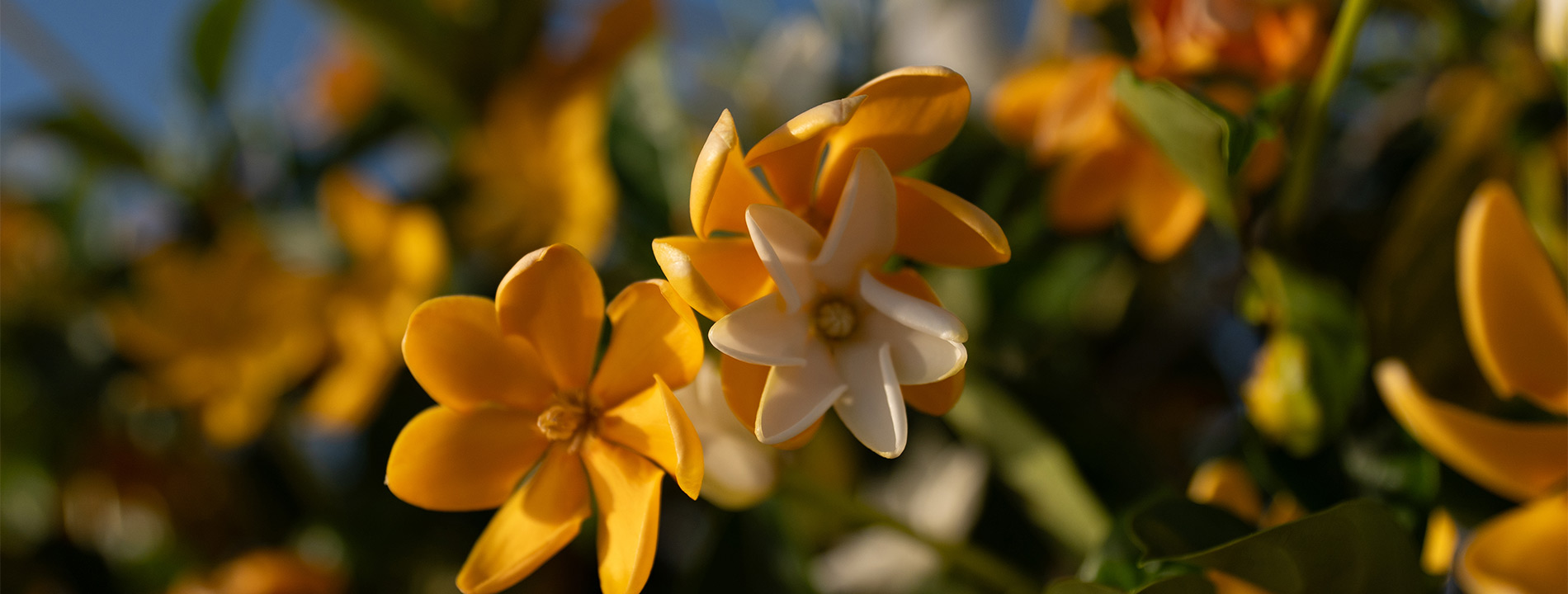 Orange flowers on a bush.