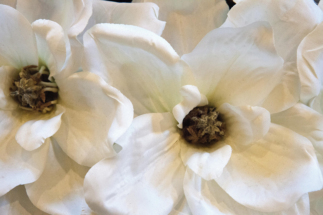 close up of two white flowers