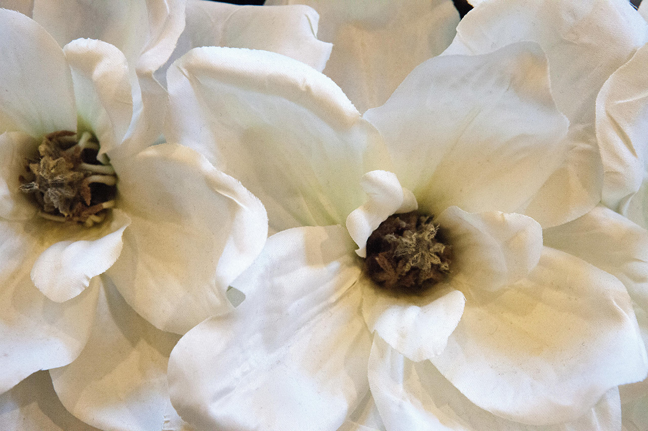 Two white flowers.