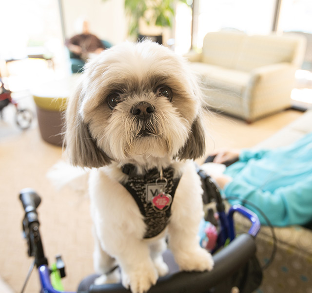 A dog standing up on the back of a chair.