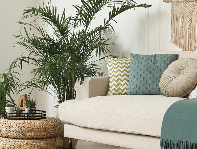 Sofa with pillows by plant.