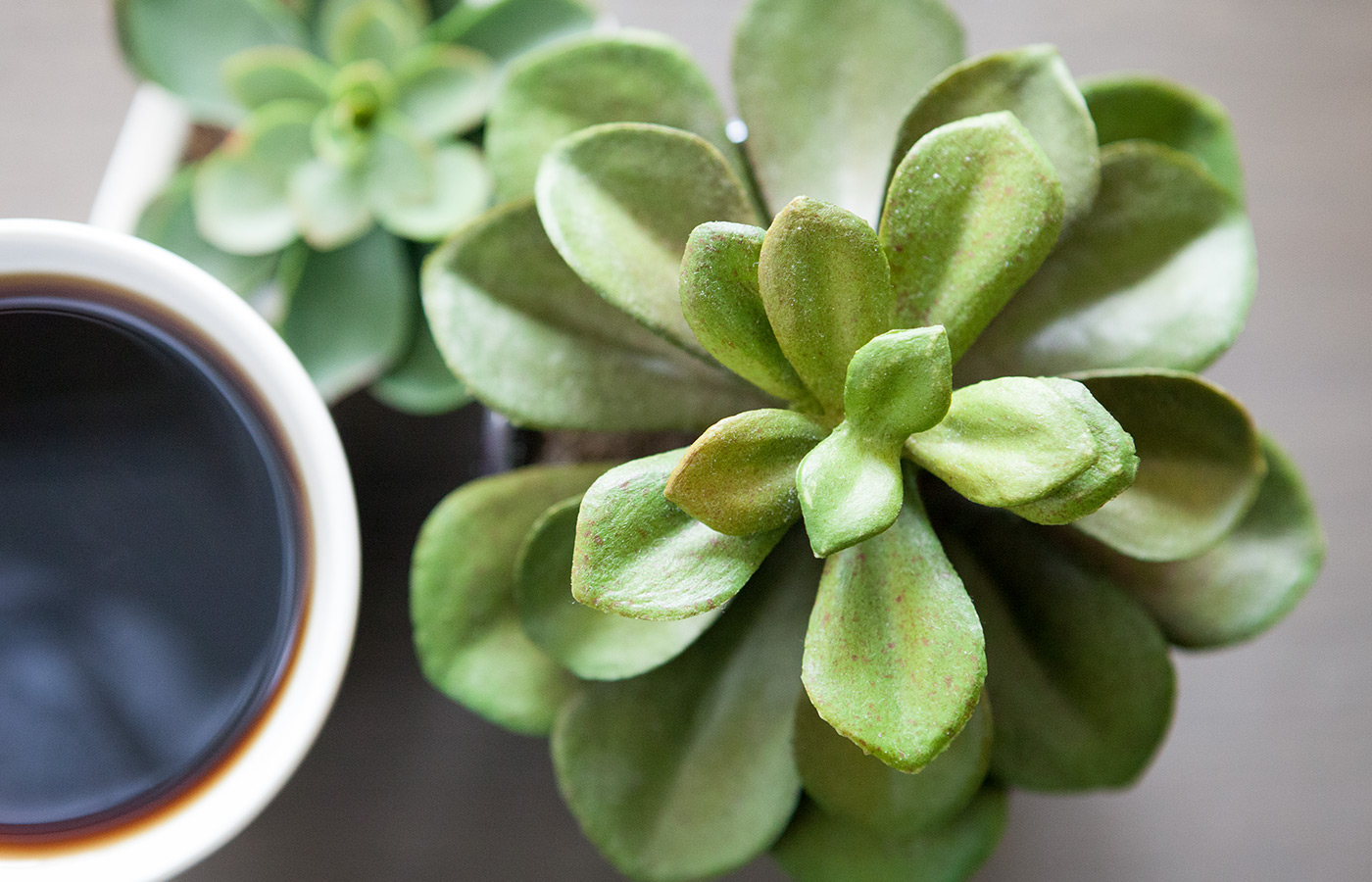 A succulent plant and a cup of coffee.