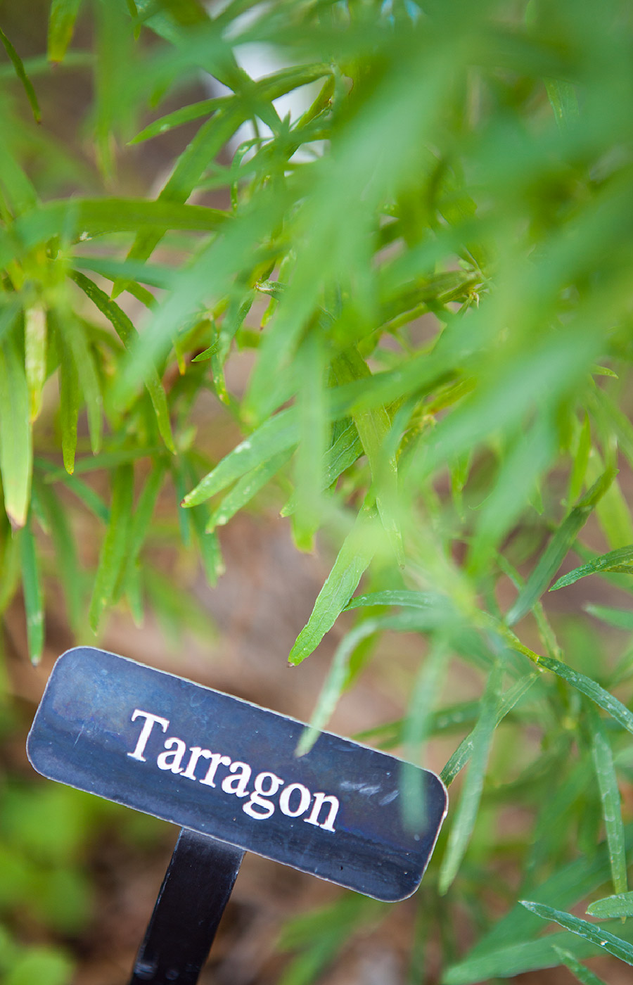 Tarragon plant close up