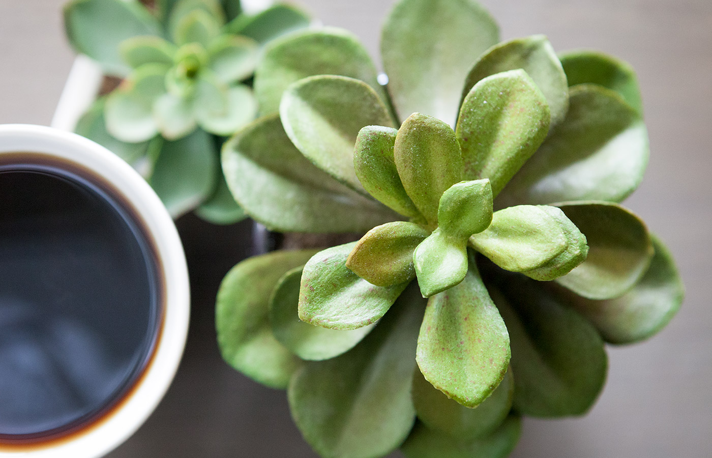 close up of a plant and coffee