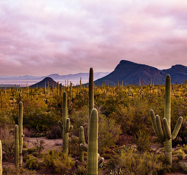 A field of saguaro cactus at sunset.