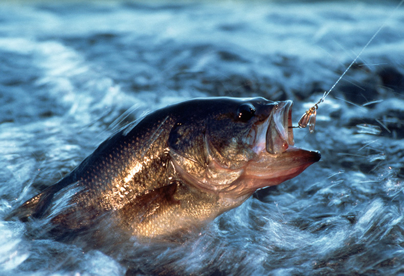 A bass fish on a fishing line.