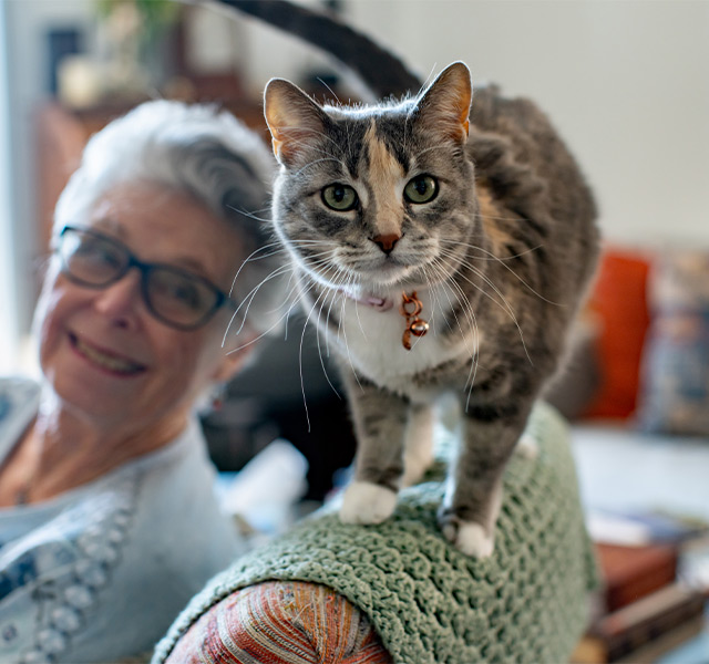 A cat on the back of a chair.
