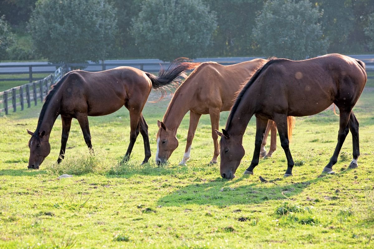 Three horses graze over the grass on a sunny day.