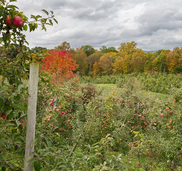 Green shrubery hillside.