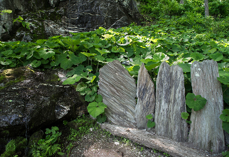 Greenery in a garden.