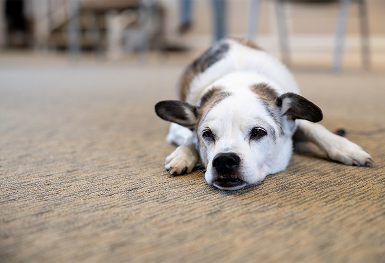 A dog laying down.