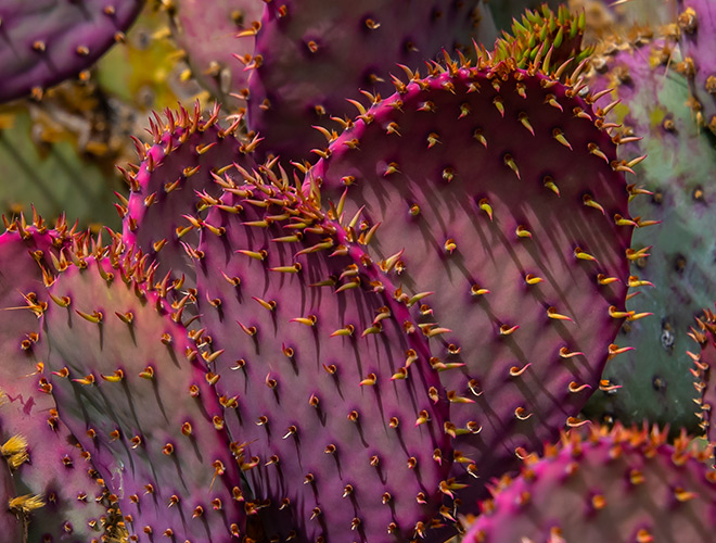 Cactus