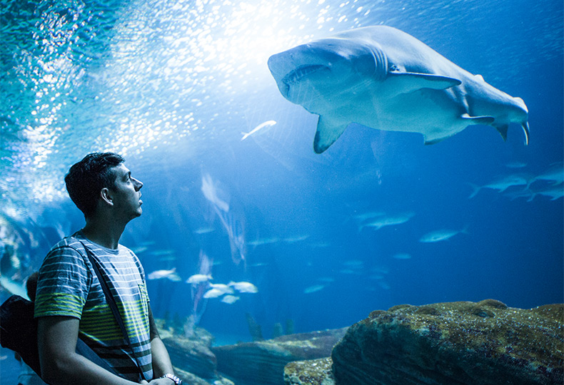 A person looking at a shark in an aquarium.