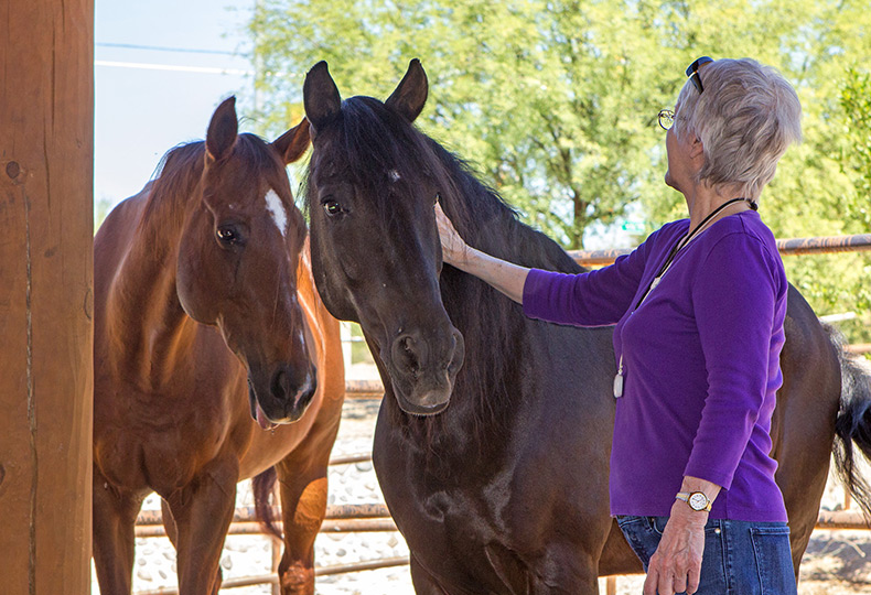 A person petting a horse.