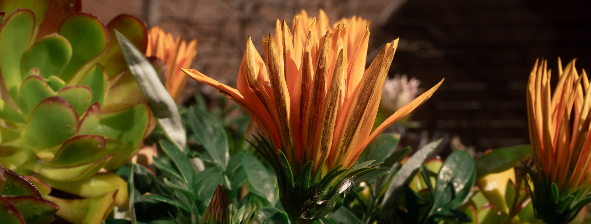 Desert plants outside.