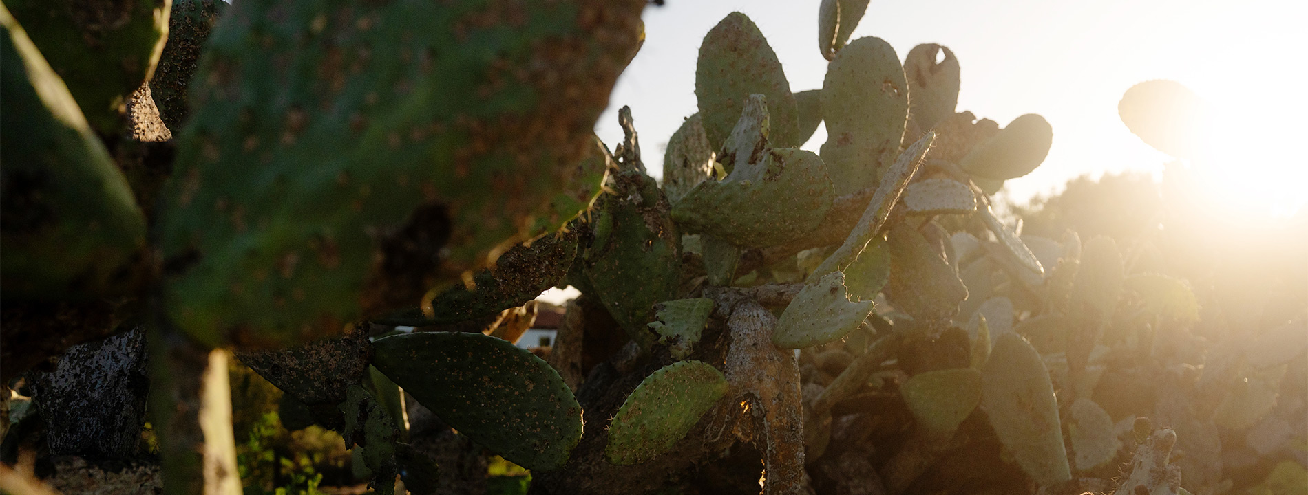 Cactus in the sunlight.