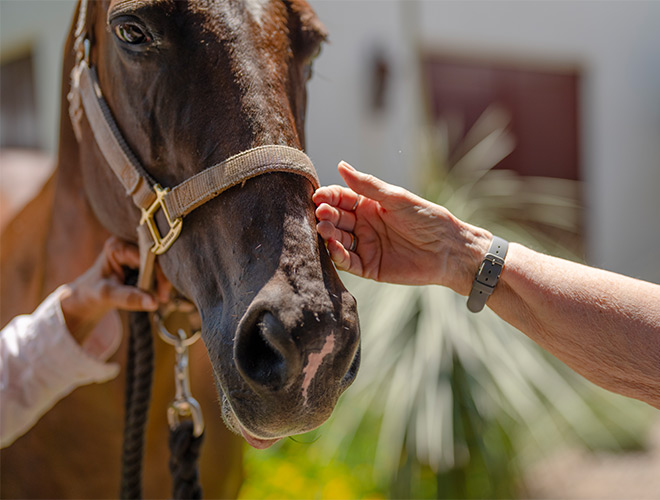 A person petting a horses face.