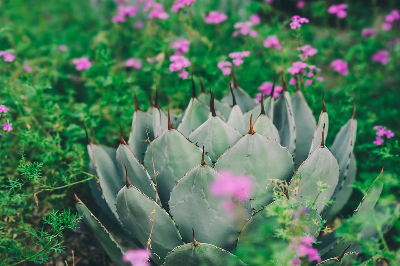 Closeup of plants.