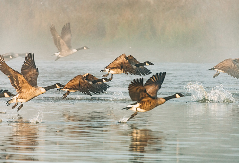 Geese flying around water.