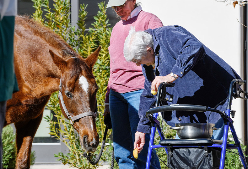 A person petting a horse.