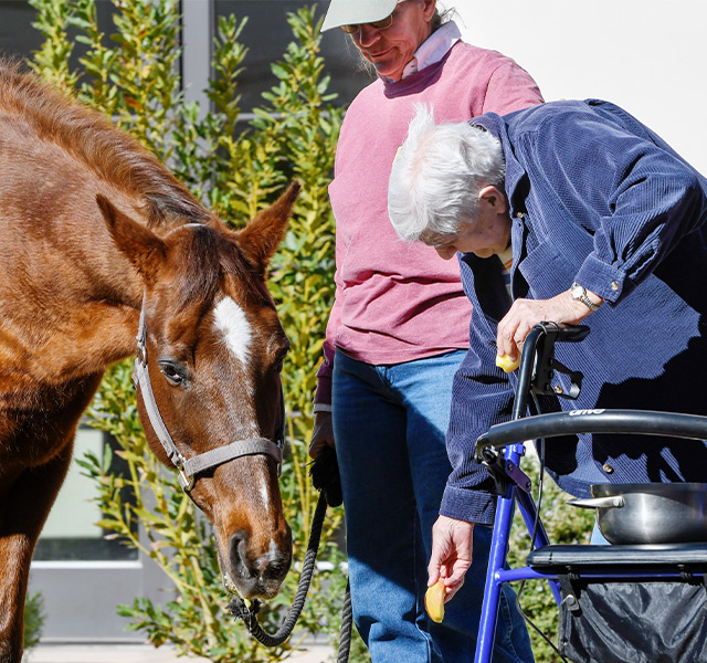 A person petting a horse.