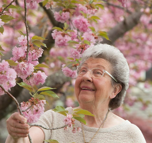 A resident stops to smells some vibrant flowers on a tree while walking past