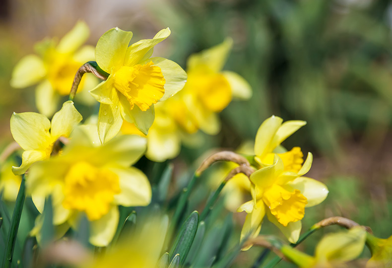 close up of yellow flowers