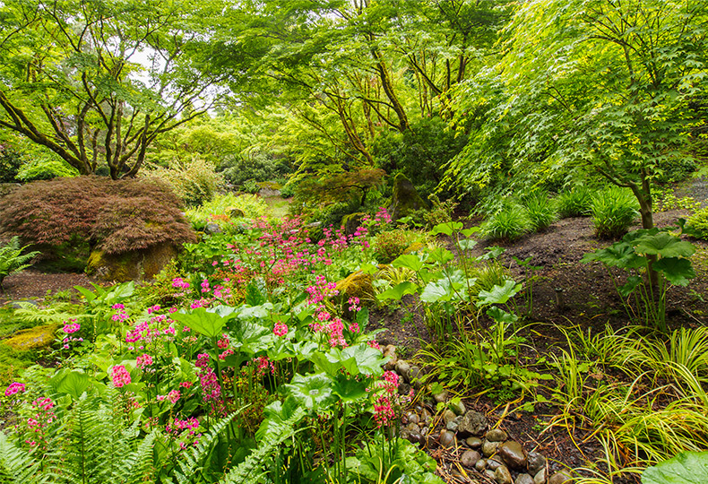 A Japanese garden at the Bellevue Botanical Garden.