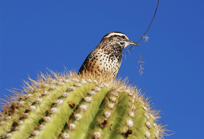 Bird on cactus.