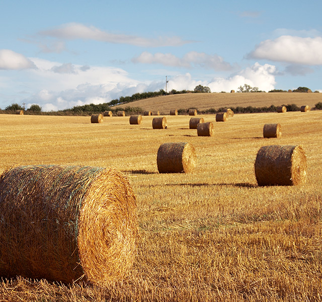 A field of large round bales of hay.