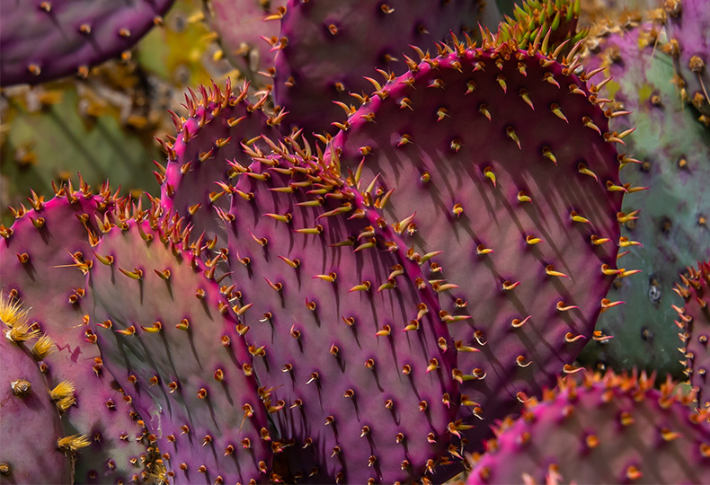 Up close of purple colored cactus. 