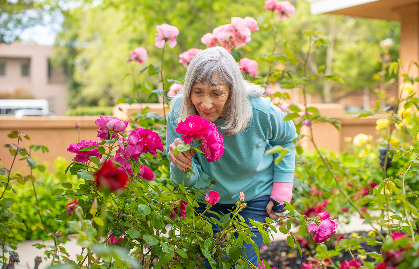 A resident is smelling pink roses in the garden.