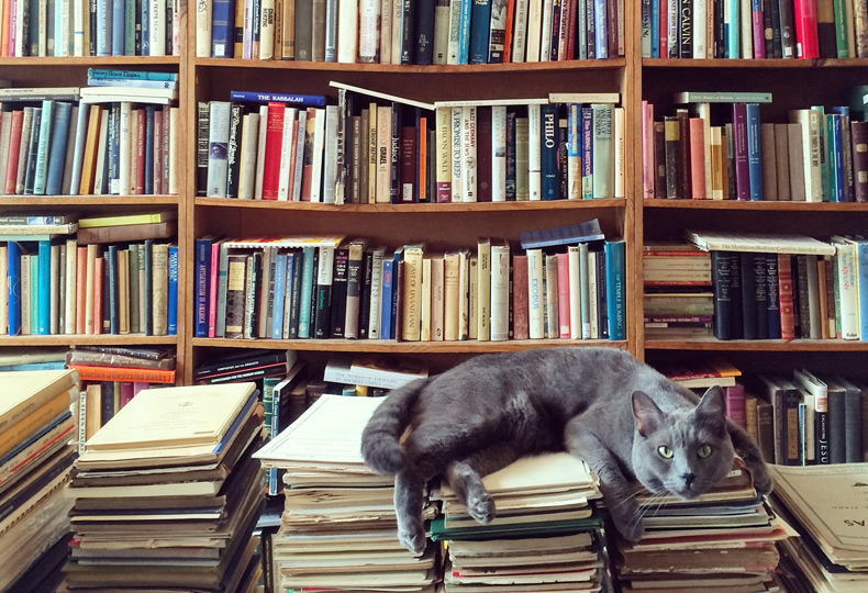 Stacks and stacks of colorful books with a lazy cat sleeping on top of a stack of books. 