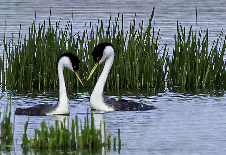 Two western grebe birds floating on a pond in the Tanner Springs Park in Portland, Oregon.

