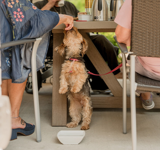 A person feeding a dog a treat.