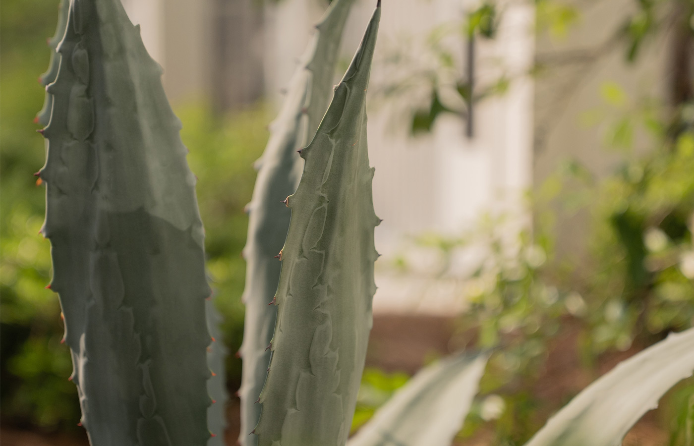 A cactus outside.