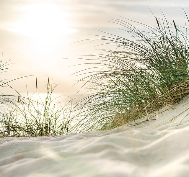 Sand and sawgrass at the beach.