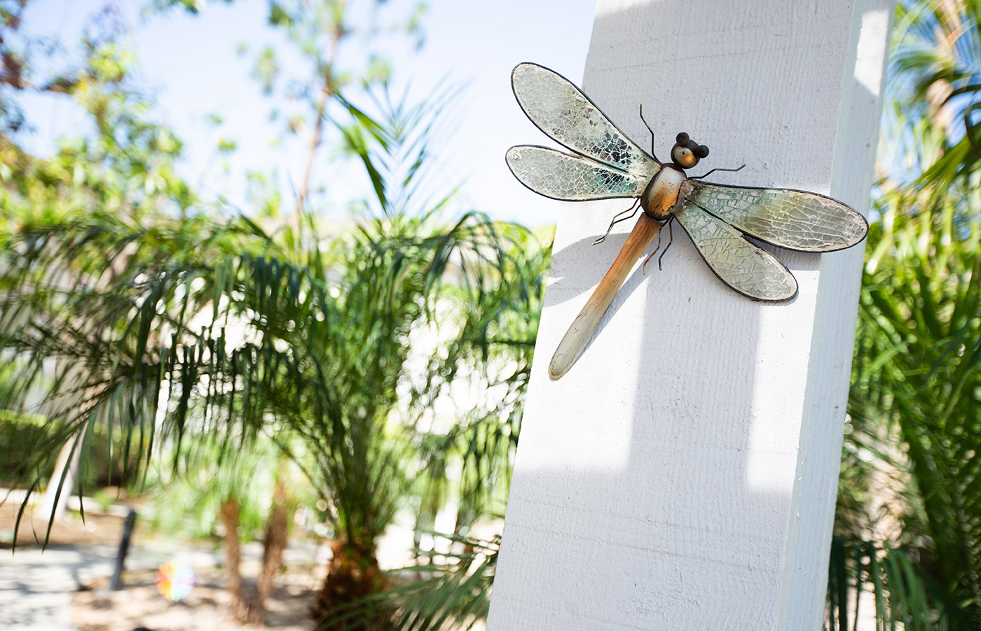 close up of dragon fly outside