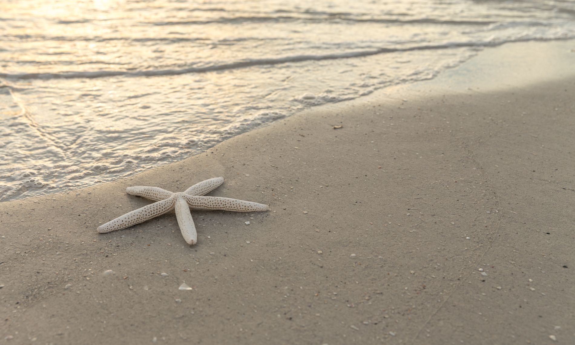 A starfish on a beach.