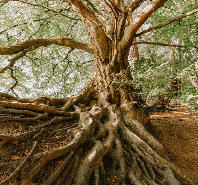A tree with large roots.