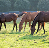Three horses graze over the grass on a sunny day.