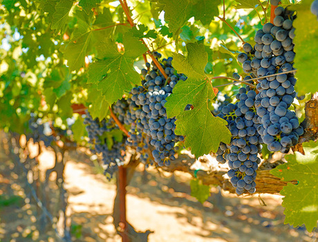 A vineyard with grapes on the vine.