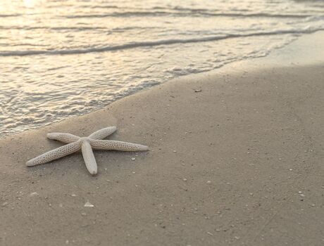 A starfish on a beach.